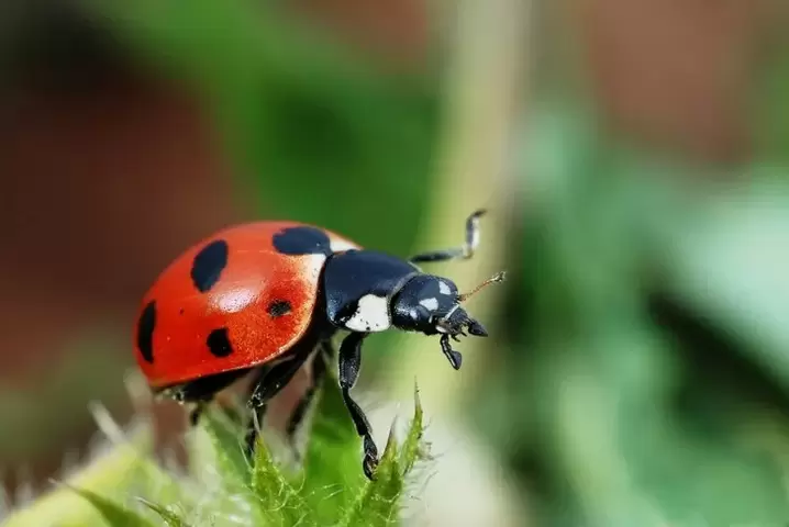 ladybug luck charm
